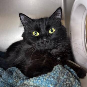 Moon Pie -  Domestic Long Hair Cat for Adoption in Providence, Rhode Island - Moon Pie | PetCurious