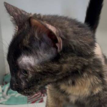 Domestic Short Hair Cats Available for Adoption - Monkey | PetCurious