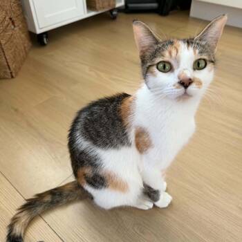 Katara -  Domestic Short Hair Cat for Adoption in NEW PT RICHEY, Florida - Katara | PetCurious