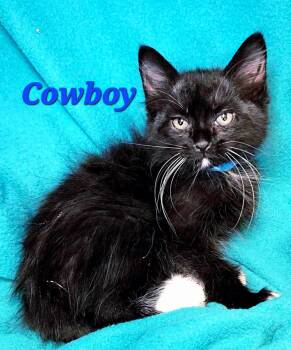 Tuxedo Cats Available for Adoption in Macon, Georgia - Cowboy | PetCurious