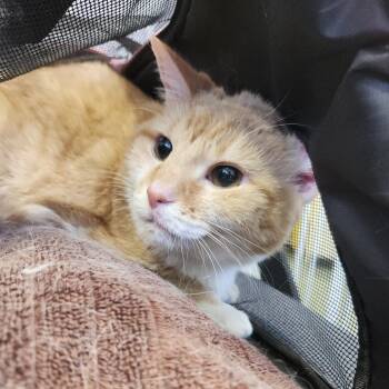 Mochi -  Domestic Short Hair Cat for Adoption in Clearwater, Florida - Mochi | PetCurious