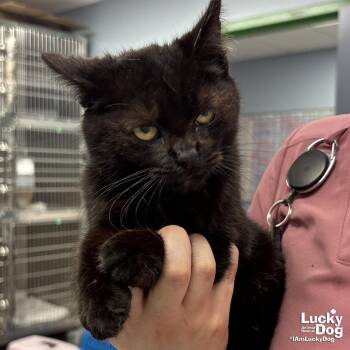 Domestic Short Hair Cats Available for Adoption - Nintendo | PetCurious