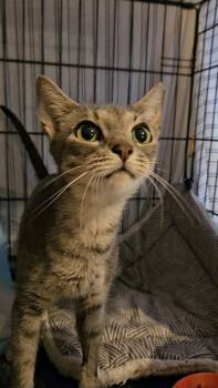 Wallflower N. — A Sweetheart with Beautiful Green Eyes -  American Shorthair Cat for Adoption in New York, New York - Wallflower N. — A Sweetheart With Beautiful Green Eyes | PetCurious