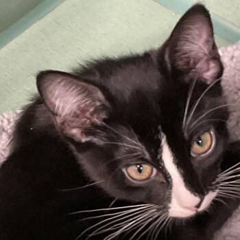 Caddy (Md 3) -  Domestic Short Hair Cat for Adoption in Colorado Springs, Colorado - Caddy (Md 3) | PetCurious