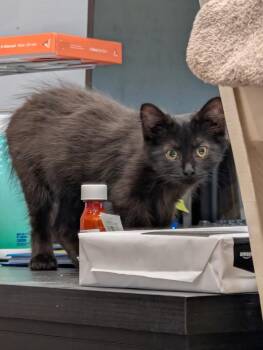 Ralphie, formerly Ada -  Domestic Short Hair Cat for Adoption in Wheaton, Illinois - Ralphie, Formerly Ada | PetCurious