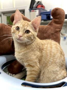 Button -  Domestic Short Hair Cat for Adoption in Estherville, Iowa - Button | PetCurious