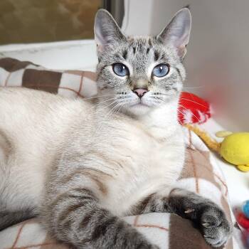 Fiona -  Siamese Cat for Adoption in Marshfield, Wisconsin - Fiona | PetCurious