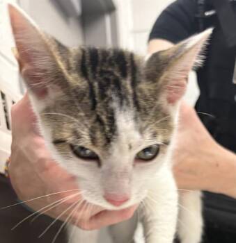 RICKIE -  Domestic Short Hair Cat for Adoption in Indianapolis, Indiana - RICKIE | PetCurious