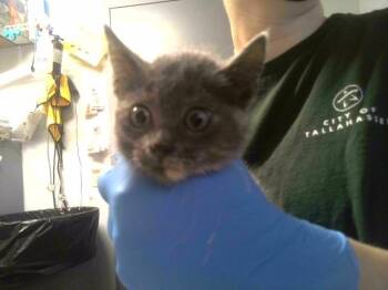 WEMBLEY -  Domestic Short Hair Cat for Adoption in Tallahassee, Florida - WEMBLEY | PetCurious