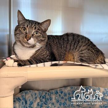 MILO -  Domestic Short Hair Cat for Adoption in Irvine, California - MILO | PetCurious