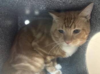 Sam I Am -  Domestic Short Hair Cat for Adoption in New York, New York - Sam I Am | PetCurious