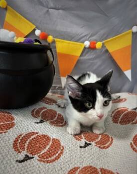 Rescue Domestic Short Hair Cats for Adoption in Cumming, Georgia - Frankenwhisker 1251-25 | PetCurious