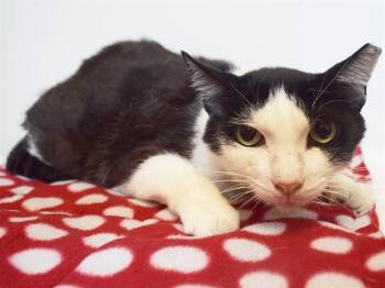 DAX -  Domestic Short Hair Cat for Adoption in Sacramento, California - DAX | PetCurious