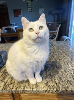 Rescue Domestic Short Hair Cats for Adoption in Albany, Wisconsin - Indigo | PetCurious