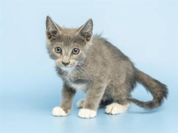 SLINKY -  Domestic Short Hair Cat for Adoption in Phoenix, Arizona - SLINKY | PetCurious