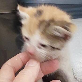 Mave -  Domestic Short Hair Cat for Adoption in Mocksville, North Carolina - Mave | PetCurious