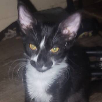 Rescue Domestic Short Hair Cats for Adoption in Arizona City, Arizona - Spire | PetCurious