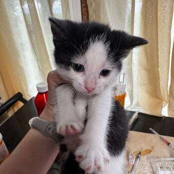 Rescue Domestic Short Hair Cats for Adoption in Vineland, New Jersey - Zinnia | PetCurious