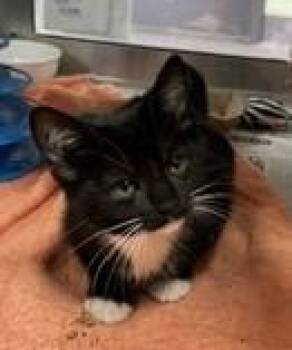 Sonic -  Domestic Short Hair Cat for Adoption in West Chester, Pennsylvania - Sonic | PetCurious