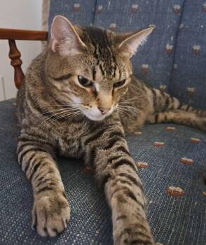Judah -  Tabby Cat for Adoption in Jeffersonville, Indiana - Judah | PetCurious