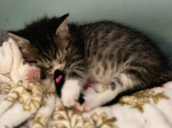 Splash -  Domestic Short Hair Cat for Adoption in Minneapolis, Minnesota - Splash | PetCurious