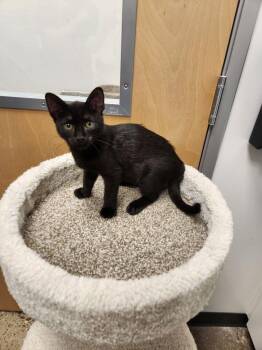 Mocha -  Domestic Short Hair Cat for Adoption in Westfield, Wisconsin - Mocha | PetCurious