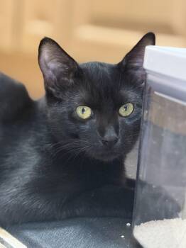 Rescue Domestic Short Hair Cats for Adoption in Campbell, California - Casper | PetCurious