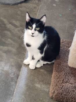 Thumper -  Extra Toes Cat Hemingway Polydactyl Cat for Adoption in Petersburg, Indiana - Thumper | PetCurious