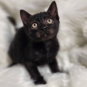 Rescue Domestic Short Hair Cats for Adoption in Austin, Texas - Panther AB | PetCurious