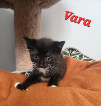 Rescue Domestic Short Hair Cats for Adoption in Pomona, New York - Vara | PetCurious