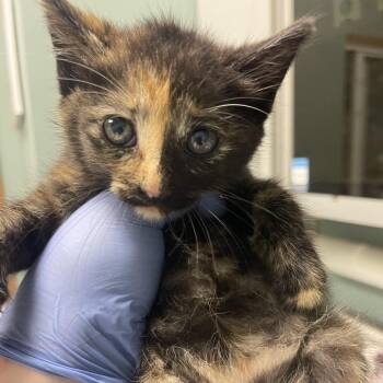 Honeydew -  Domestic Short Hair Cat for Adoption in Lenexa, Kansas - Honeydew | PetCurious