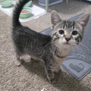 Arthur C26-032 -  Domestic Short Hair Cat for Adoption in Elbow Lake, Minnesota - Arthur C26-032 | PetCurious