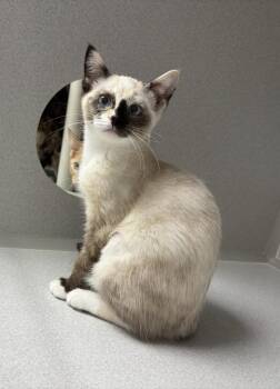 Sega -  Domestic Short Hair Cat for Adoption in Seattle, Washington - Sega | PetCurious