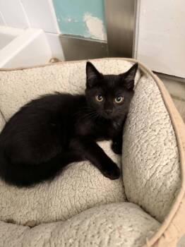 Rico -  Domestic Short Hair Cat for Adoption in Cincinnati, Ohio - Rico | PetCurious
