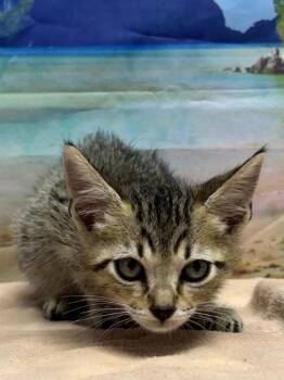 Ulysses -  Domestic Short Hair Cat for Adoption in San Antonio, Texas - Ulysses | PetCurious