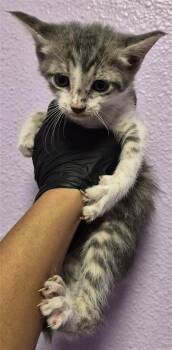 61492886 -  Domestic Short Hair Cat for Adoption in El Paso, Texas - 61492886 | PetCurious