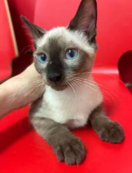 Rescue Siamese Cats for Adoption in West Palm Beach, Florida - Kai | PetCurious