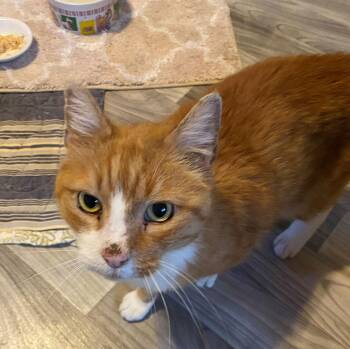 Domestic Medium Hair Cats Available for Adoption - Hank The Tank | PetCurious