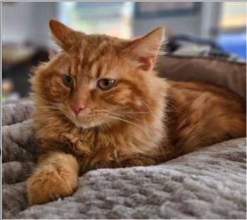 Domestic Long Hair Cats Available for Adoption in Greenfield, Indiana - Booker | PetCurious