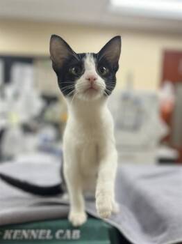 ROWAN -  Domestic Short Hair Cat for Adoption in Aliquippa, Pennsylvania - ROWAN | PetCurious