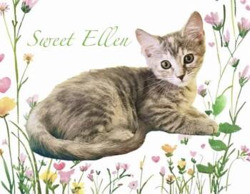 Tabby and Domestic Short Hair Cats Available for Adoption in Homestead, Florida - Sweet Ellen  | PetCurious