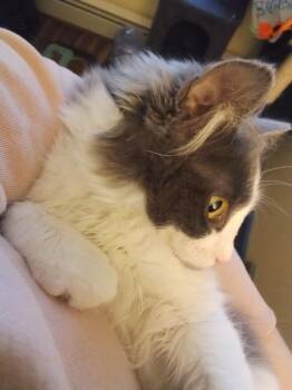 Maths: Hypotenuse (Hyp) - part of bonded pair -  Domestic Short Hair Cat for Adoption - Maths: Hypotenuse (Hyp) - Part Of Bonded Pair | PetCurious