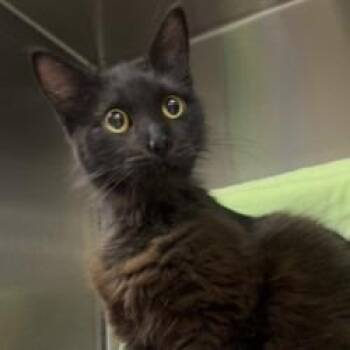 Domestic Long Hair and Domestic Short Hair Cats Available for Adoption in Bullhead City, Arizona - Cat 05/10/2026 | PetCurious