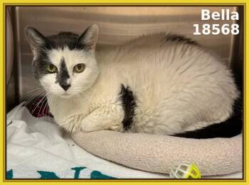 Domestic Short Hair Cats Available for Adoption in Marietta, Georgia - BELLA | PetCurious