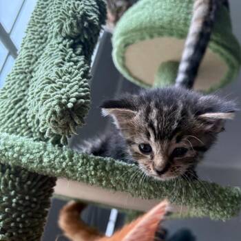 Marceline -  Domestic Short Hair Cat for Adoption in Bristol, Indiana - Marceline | PetCurious