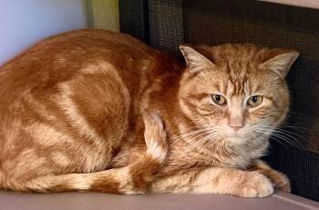 Domestic Short Hair Cats Available for Adoption - Sultan Of Saffron | PetCurious