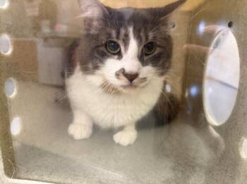 Domestic Long Hair Cats Available for Adoption in Kent, Washington - FLUFFY | PetCurious