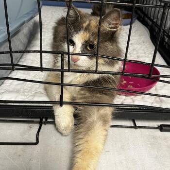 Purrcilla-C -  Domestic Long Hair Cat for Adoption in East St. Louis, Illinois - Purrcilla-C | PetCurious