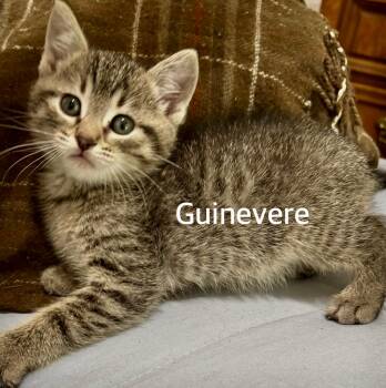 Guinevere -  Domestic Short Hair Cat for Adoption in Owasso, Oklahoma - Guinevere | PetCurious