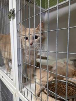 Marmalade -  Domestic Short Hair Cat for Adoption in Fairfax, Virginia - Marmalade | PetCurious